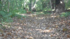 141 2019.08.31._11.24.22 Маня и большая собака.