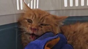 Рыжему Тигре взяли анализы, с трудом, но взяли✊️ теперь ждём, чтобы понимать, ЧТО именно лечим.