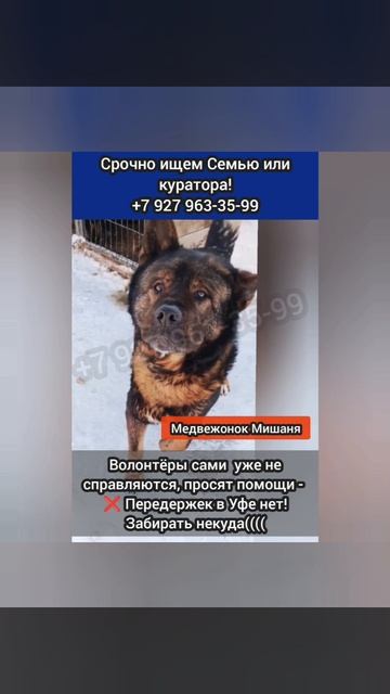 Большой Невозвратный Медвежонок Миша  В ОТЛОВЕ…Он никому больше не нужен…
⚡СРОЧНО ИЩУТ Мише дом