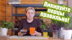 Пикировка перца: пошаговая инструкция, чтобы рассада не болела