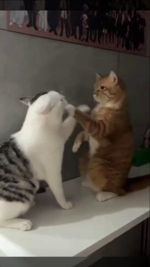 Кровопролитная драка котеек