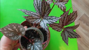 Бегония Королевская - черенкование листом. 🌿🌿🌿🌿🌿🌿🌿.