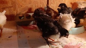 10-03-2026. Цыплятам 10 дней. Вертолётов НЕТ 🙏.