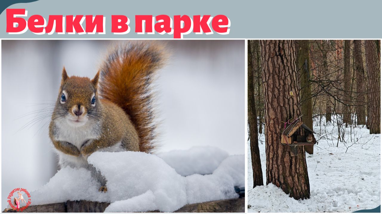 Белки в парке