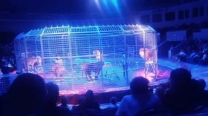Лев и тигры в цирке, Кисловодск