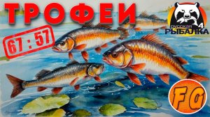 МНОГОЖЕСТВО ТРОФЕЙНОГО КАРАСЯ. Озеро Медное. Русская рыбалка 4. рр4. Russian Fishing 4