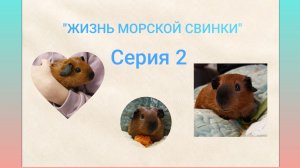 СЕРИАЛ "ЖИЗНЬ МОРСКОЙ СВИНКИ"/СЕРИЯ 2/Морская Свинка Орешек