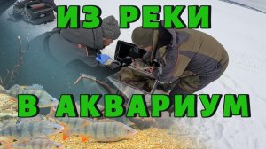 ИЗ РЕКИ В АКВАРИУМ