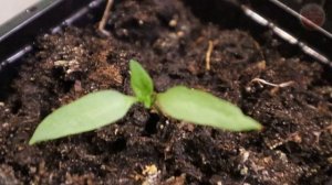 Рассада перца взошла что делать дальше для приземистых и сильных растений?