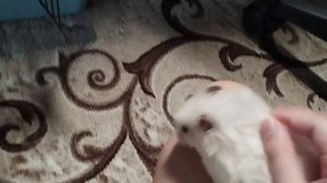 Мой Хома 🥰❤️🐹!!!