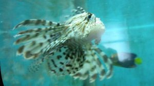 Египет 2007 версия 1.1