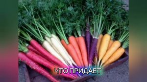 Несколько слов о моркови.