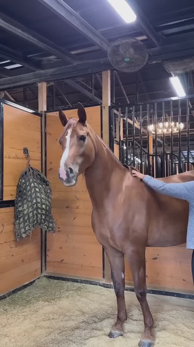 Tell Me That’s Not Pure Bliss 😂#horse #funny #for #foryou #fyp