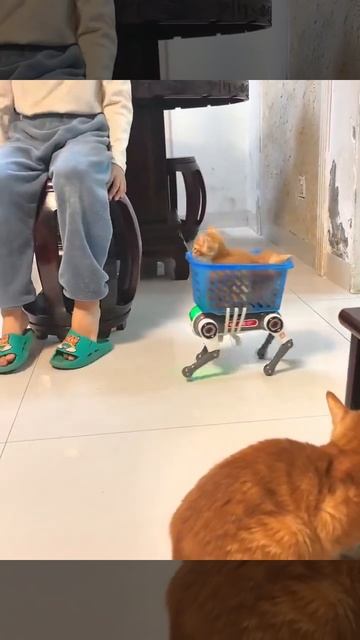 Служба доставки котов