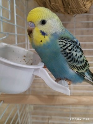 мой тгк likysa334