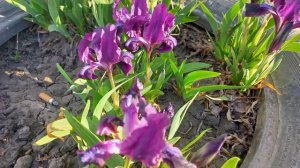 Просто поговорим - Самвел Адамян - Хочет купить дом в селе