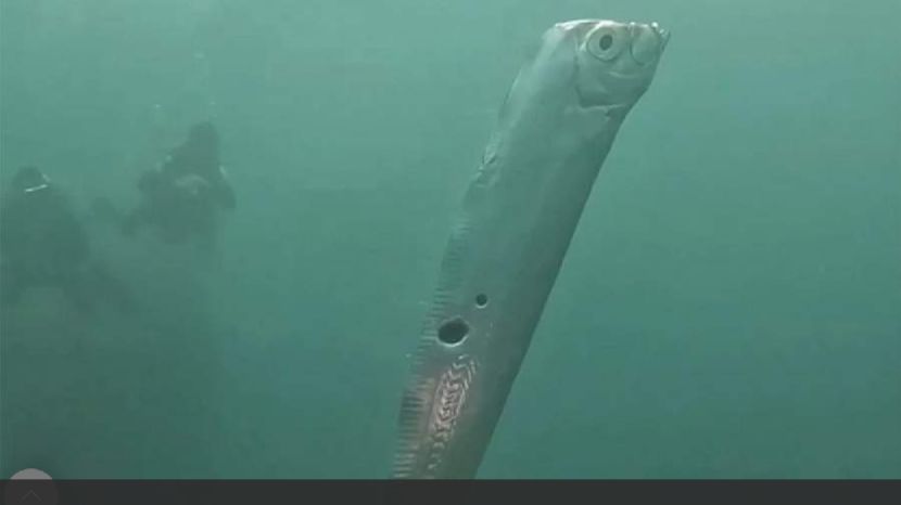 Океанолог объяснил появление предвещающих беду рыб Судного дня у берега США