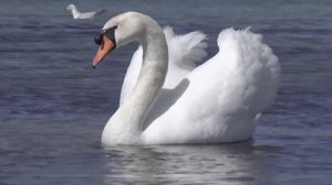 Лебеди. Такого я ещё не видел.