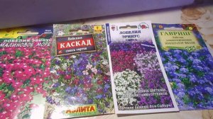 САЖАЕМ ЛОБЕЛИЮ