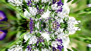 Видеофоны! Видеофон Подснежники 4! Футаж от Киностудии Мудрого Кота Тимофея!