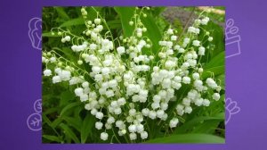 5 цветов ПРОТИВ СОРНЯКОВ! Посадите эти цветы прямо сейчас, и сорняков как не бывало!