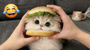 Самые смешные видео с кошками, которые вам нужно посмотреть