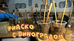 ФИАСКО С ВИНОГРАДОМ
