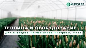 Выращивание тюльпанов в теплице