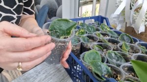 Укоренение листьев\сюрпризов фиалок. Месяц с момента посадки. Заглянем внутрь, проверим корни.