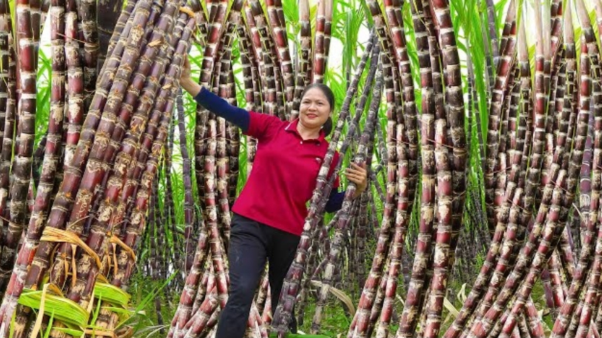 Собираю сахарный тростник. Готовлю вкусную тушеную рыбу. Сельская жизнь.