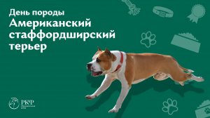 День породы Американский стаффордширский терьер, 10 марта 2026