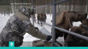 Подведены итоги ежегодного мониторинга популяции европейского зубра