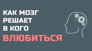 Как мозг влюбляется?