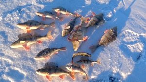 Рыбалка со льда. Ловля окуня на ратлины на тундровом озере.