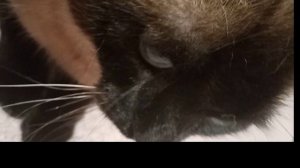 ! Котик сиамский тайский! С характером? 
Ребят он у нас такой ласкучий добрый это не что!!!