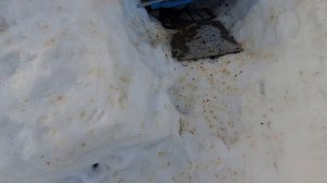 Первый вылет пчёл. Облёт.