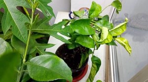 Лимон Двойной Среднеземноморский