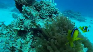Дайвинг в Красном море \ Diving in the Red Sea [12-11-2016]