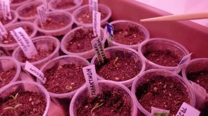 Петельки появляются, что дальше? Всходы томатов.