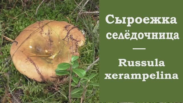 Сыроежка селёдочница - лучшая из сыроежек.