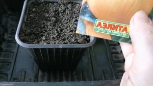 🧅 Посадка лука Эксибишен на рассаду