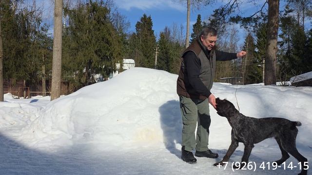 Лучший дратхаар