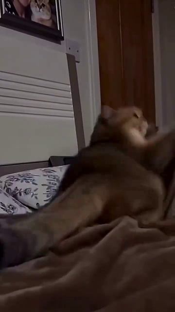 Кот-мастер маскировки