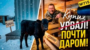 Как нам повезло! Удалось почти задаром урвать маленького бычка! Жизнь в Омской деревне.