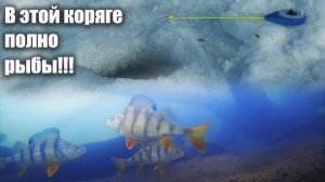 Секретная коряга в марте: Зимняя рыбалка в марте на щуку и окуня