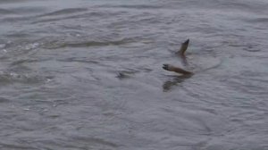 Huge Crocodile Tears a Male Impala Apart and Eats It - no narration