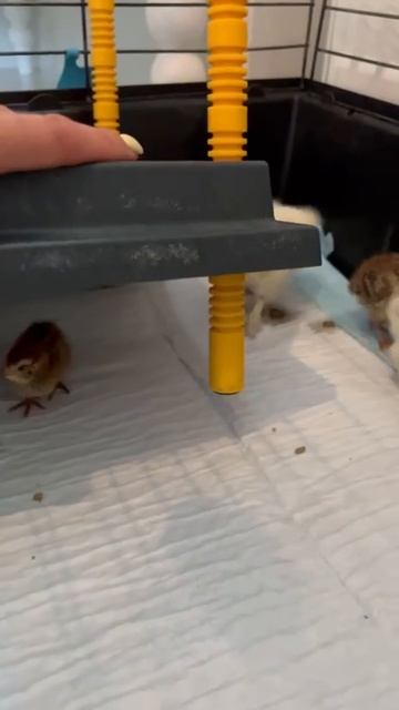 Ну, какие же они смешные!