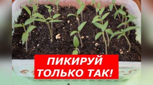 Пикировать рассаду томатов надо именно ТАК!