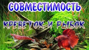 С какими рыбками можно содержать креветок в аквариуме