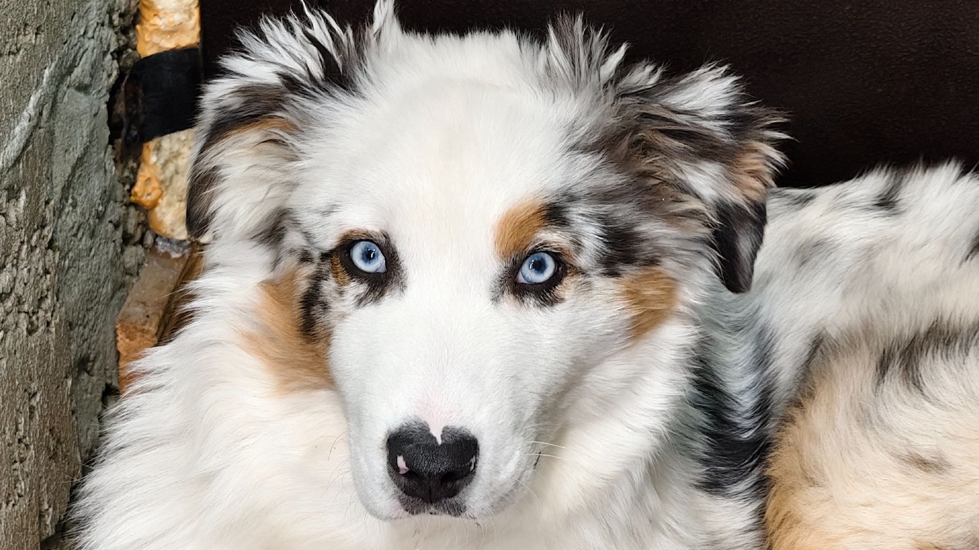 На лыжах с Аусси